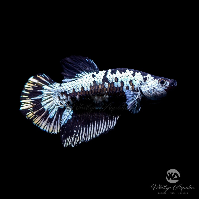 Black Samurai Betta Male