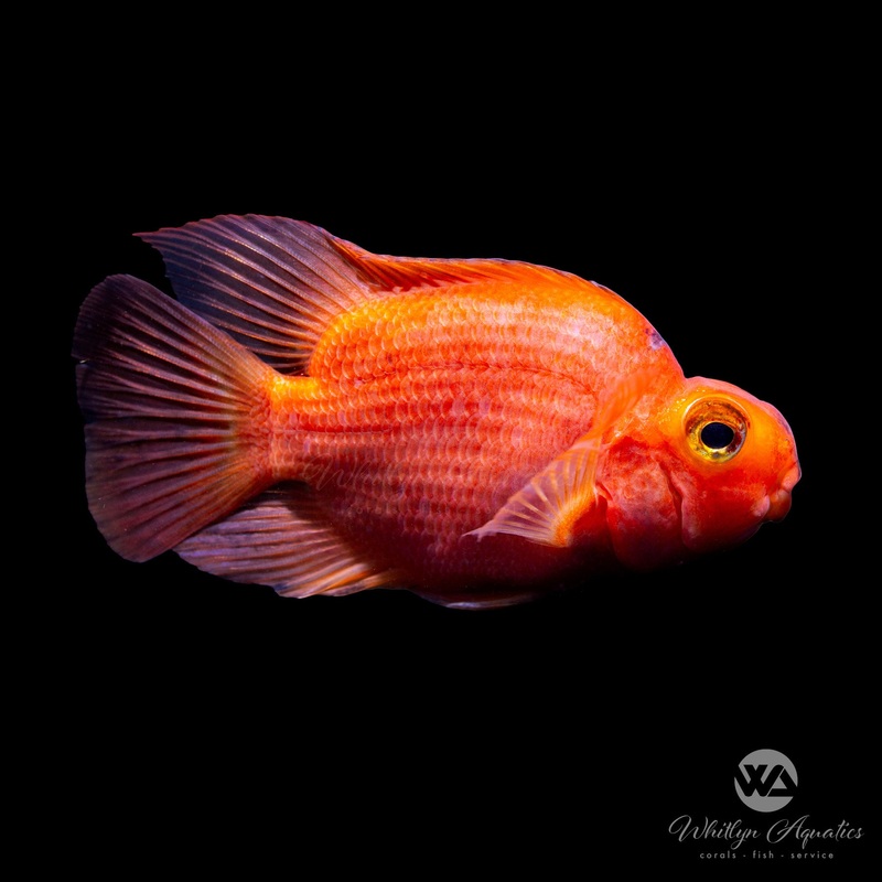 Blood Red Parrot - Amphilophus citrinellus