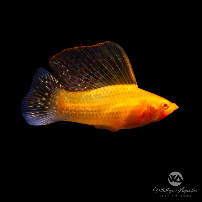 Blood Red Sailfin Molly - Poecilia latipinna