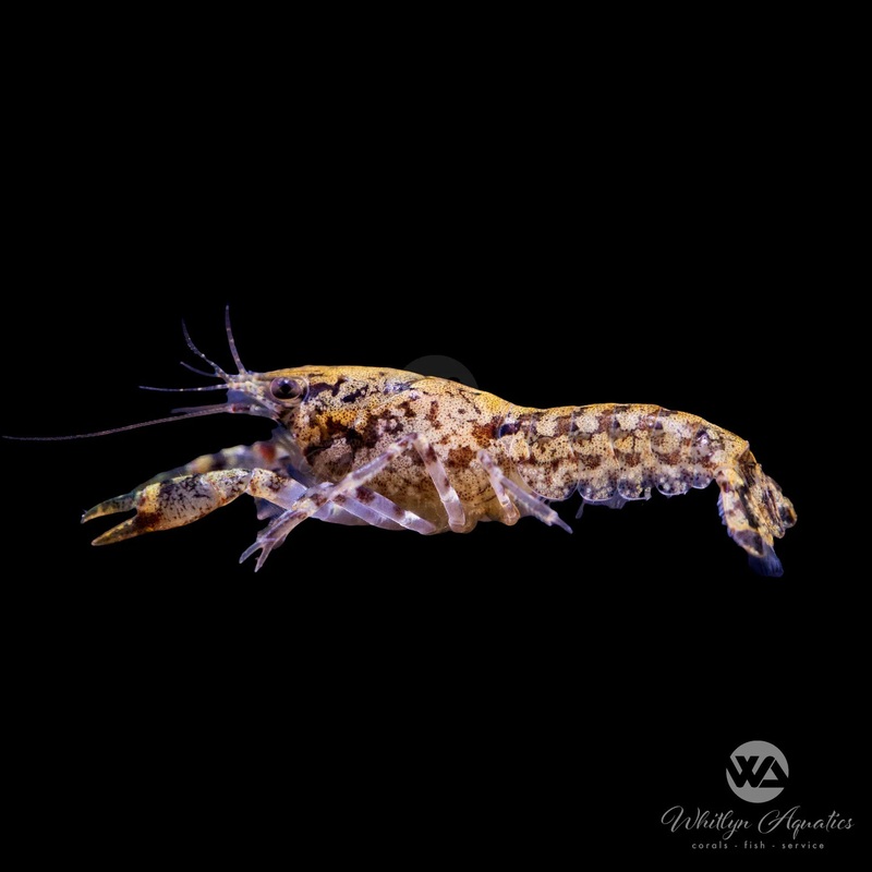 Blue Dwarf Mexican Crayfish - Cambarellus diminutus
