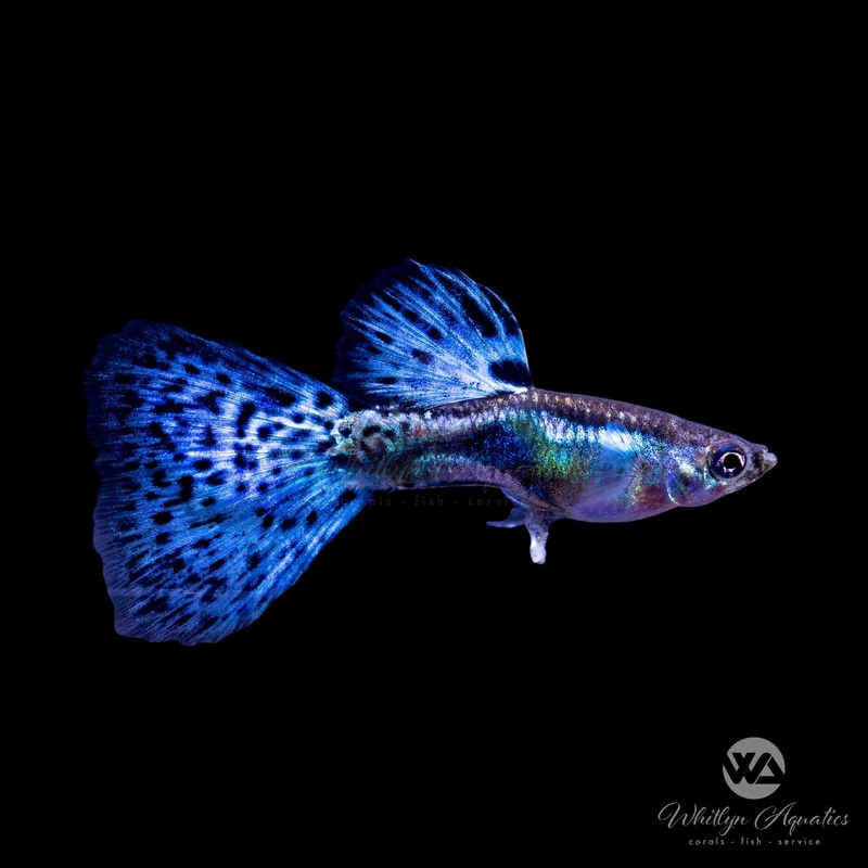 Blue Grass Guppy - Male
