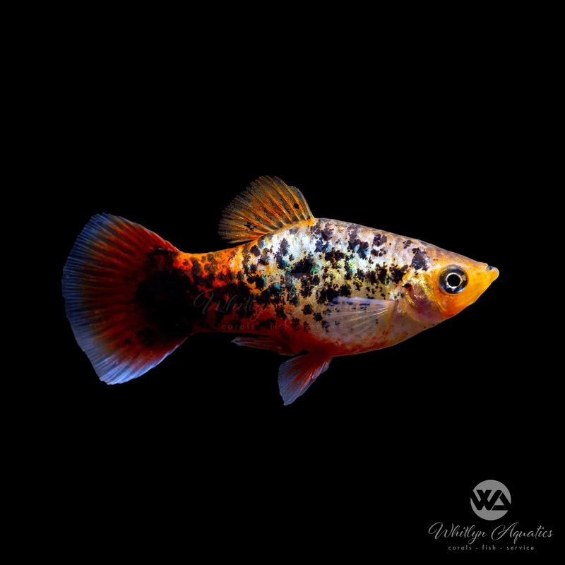 Calico Blue Coral Platy - Xiphophorus maculatus