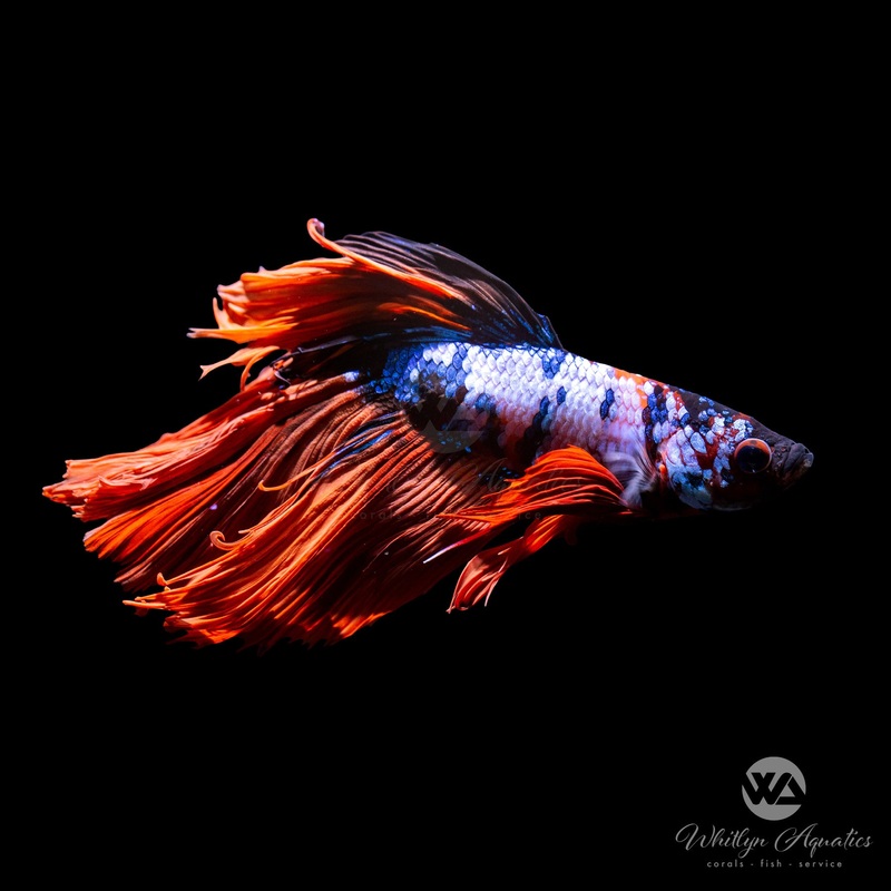 Candy Halfmoon Betta Male