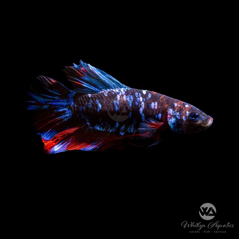 Candy Plakat Betta Male