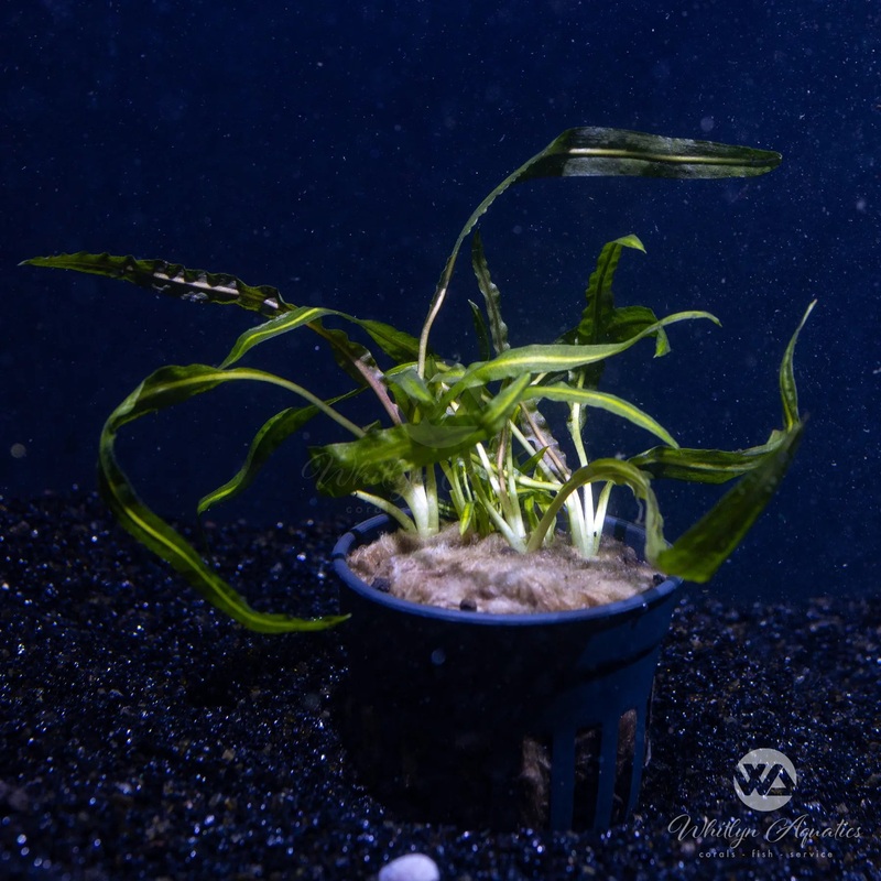 Cryptocoryne crispatula var balansae