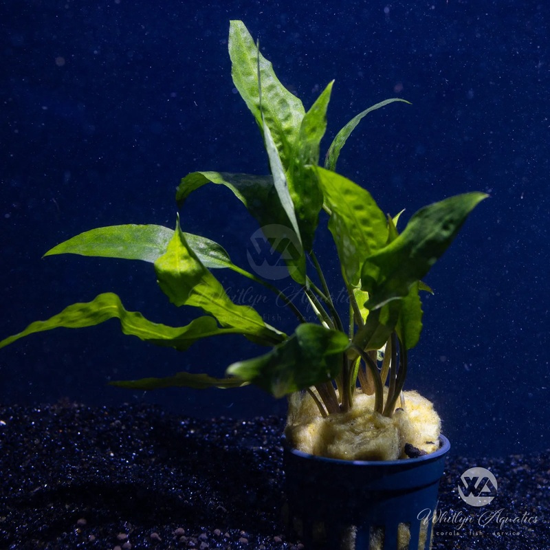 Cryptocoryne usteriana green