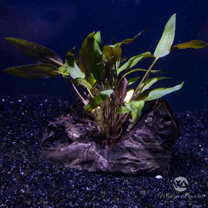 Cryptocoryne wendtii on pterocapus wood 4-5