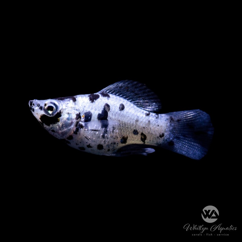Dalmation Molly - Poecilia latipinna