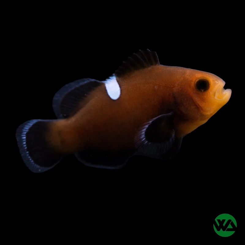 Domino Clownfish - Amphiprion Ocellaris