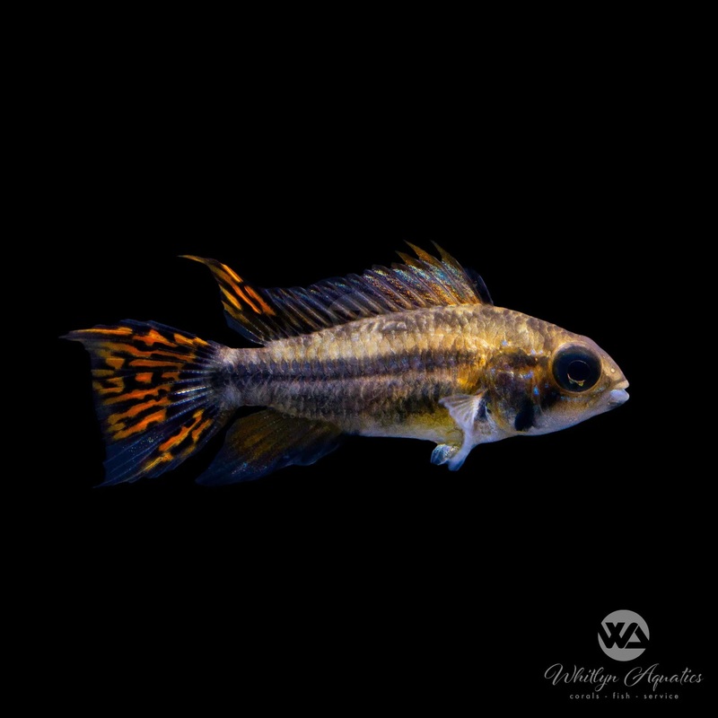 Dwarf Cockatoo Cichlid - Apistogramma cacatuoides