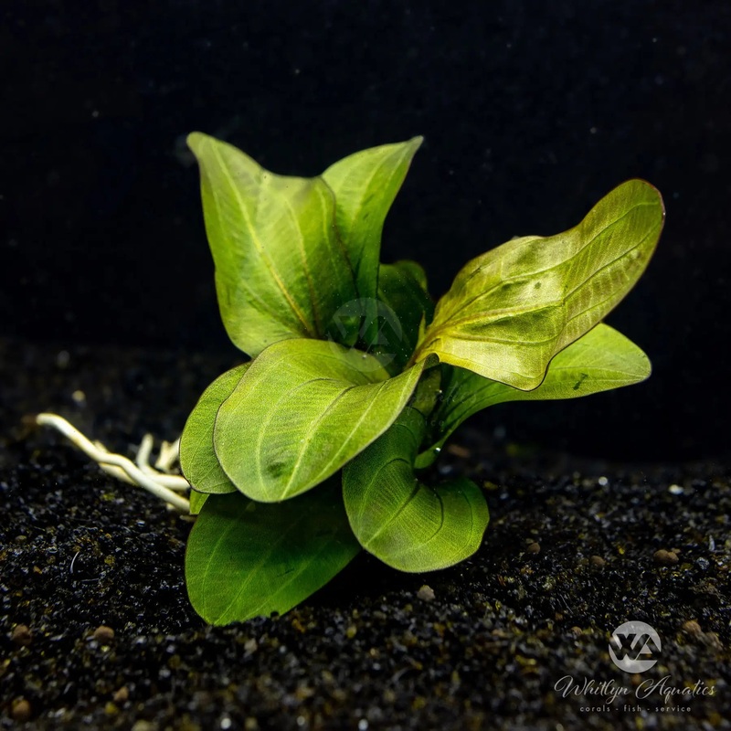 Echinodorus Big Bear