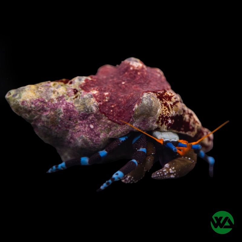 Electric Blue Hermit Crab - Stenorhynchus Seticornis