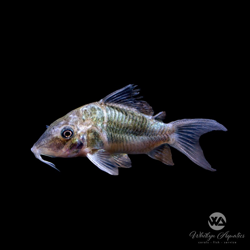Emerald Green Brochis Cory - Corydoras splendens