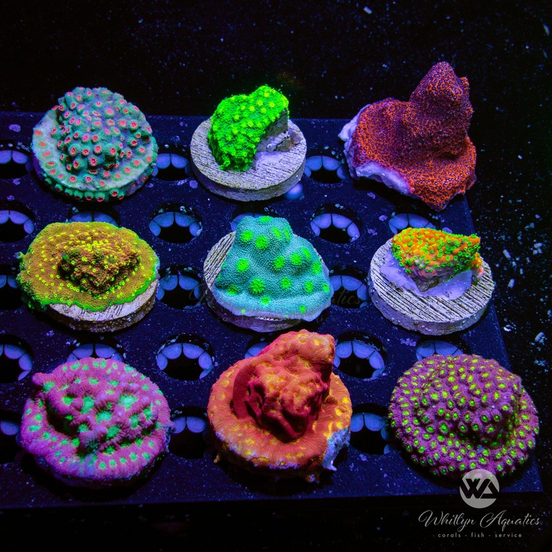 Encruster Frag Pack - 9 Pieces