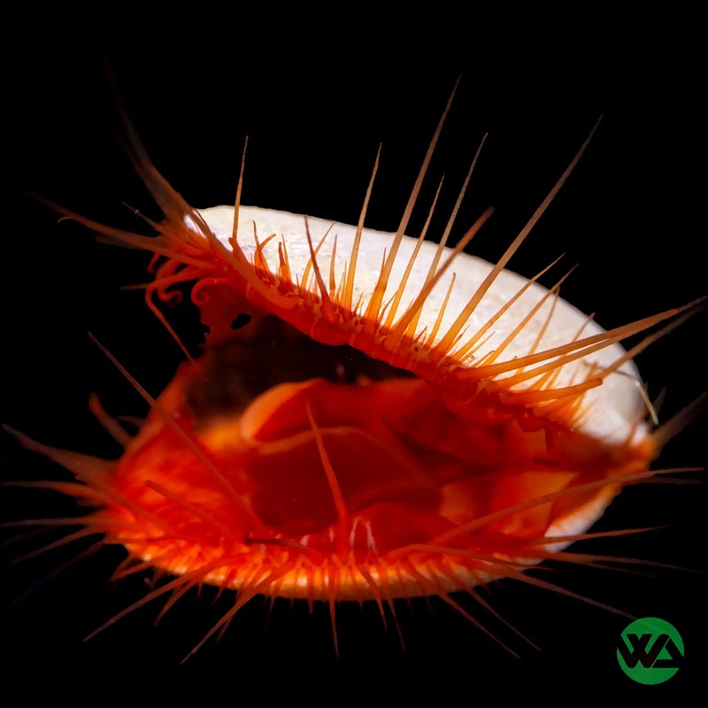 Flame Scallop - Lima Scabra