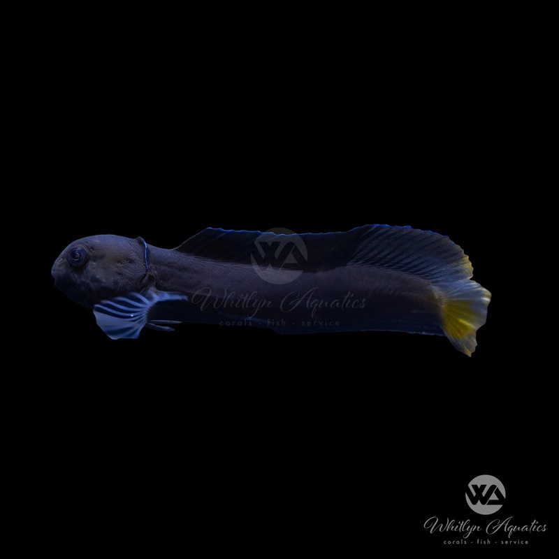 Flametail Blenny - Ecsenius flavipes