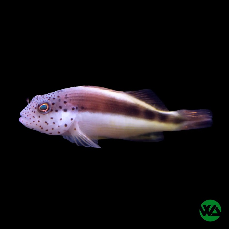 Freckled Hawkfish - Paracirrhites forsteri