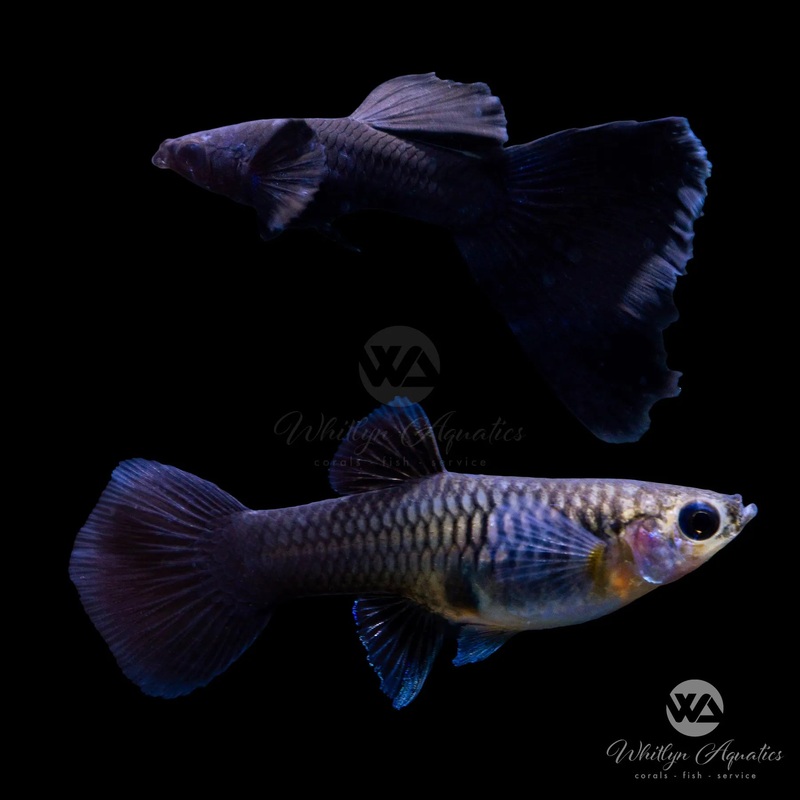 Full Black Moscow Guppy Pair