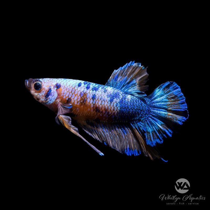 Galaxy Plakat Betta Male