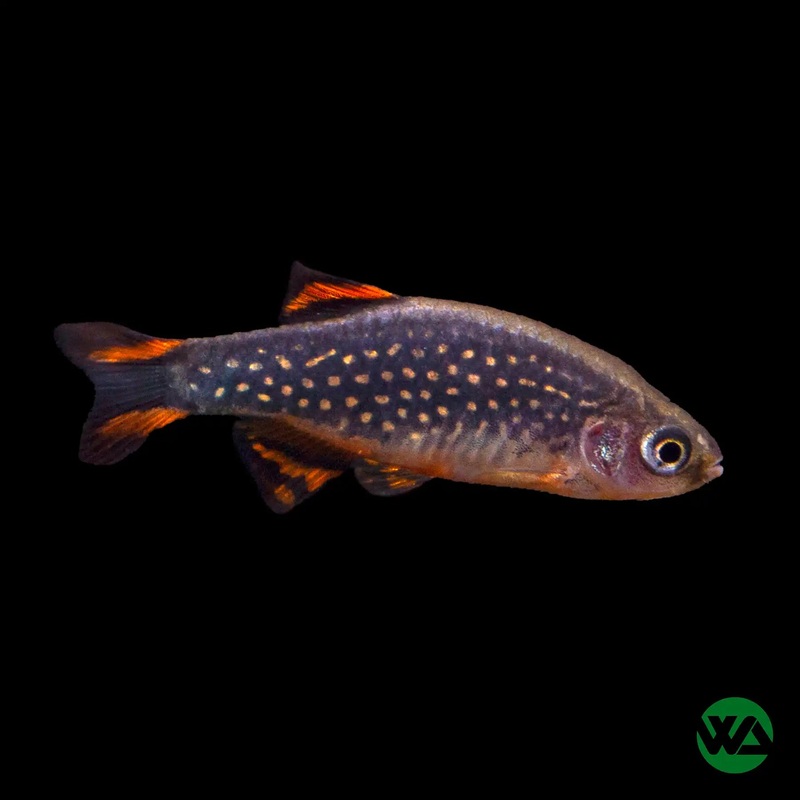 Galaxy Rasbora (Celestial Pearl Danio) - Celestichthys margaritatus