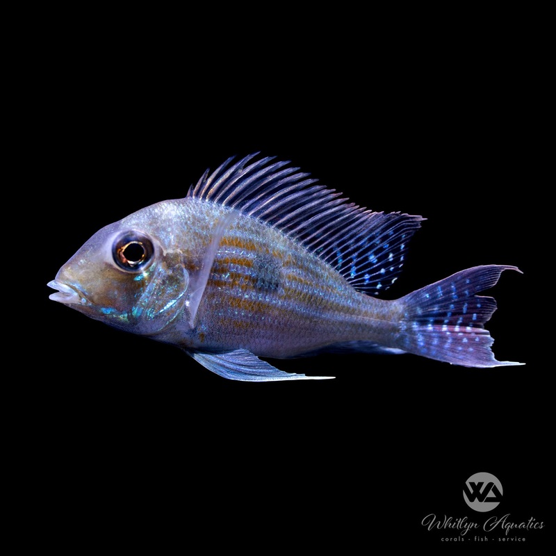 Geophagus sveni - large 4-5