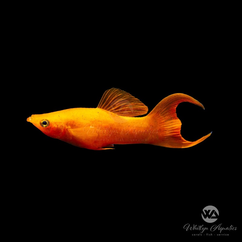 Gold Diamond Lyretail Molly - Poecilia sphenops