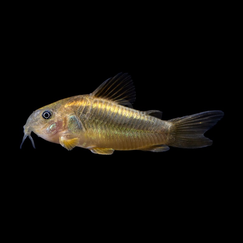Gold Stripe/Laser Cory CW010 Peru - Corydoras aeneus