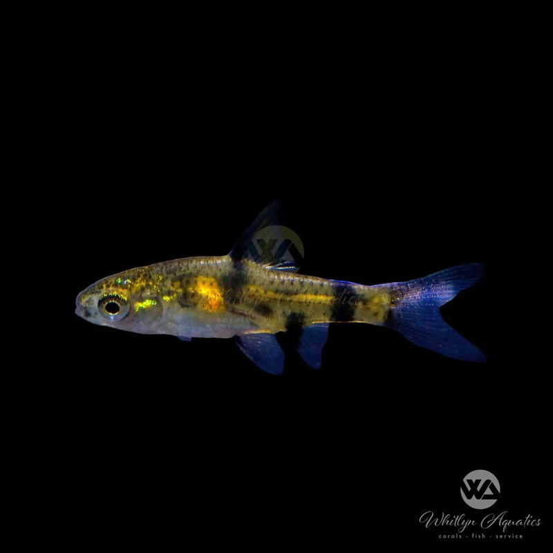 Golden Dwarf Barb - Pethia gelius