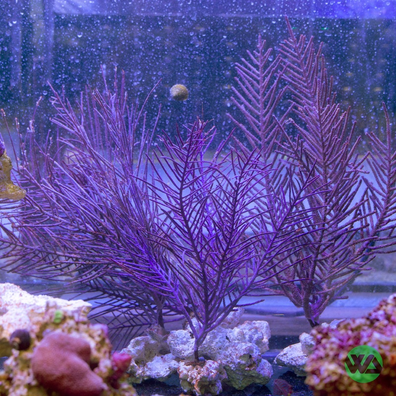 Gorgonian Coral