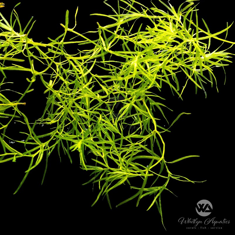 Guppy Grass - Najas guadelupensis