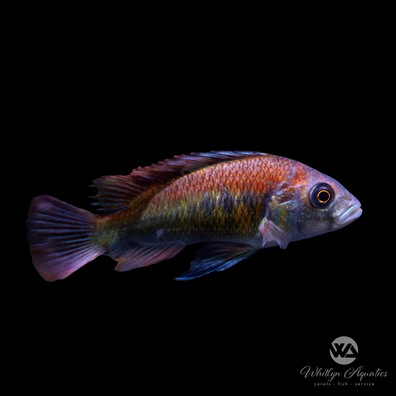Haplochromis Flameback Cichlid