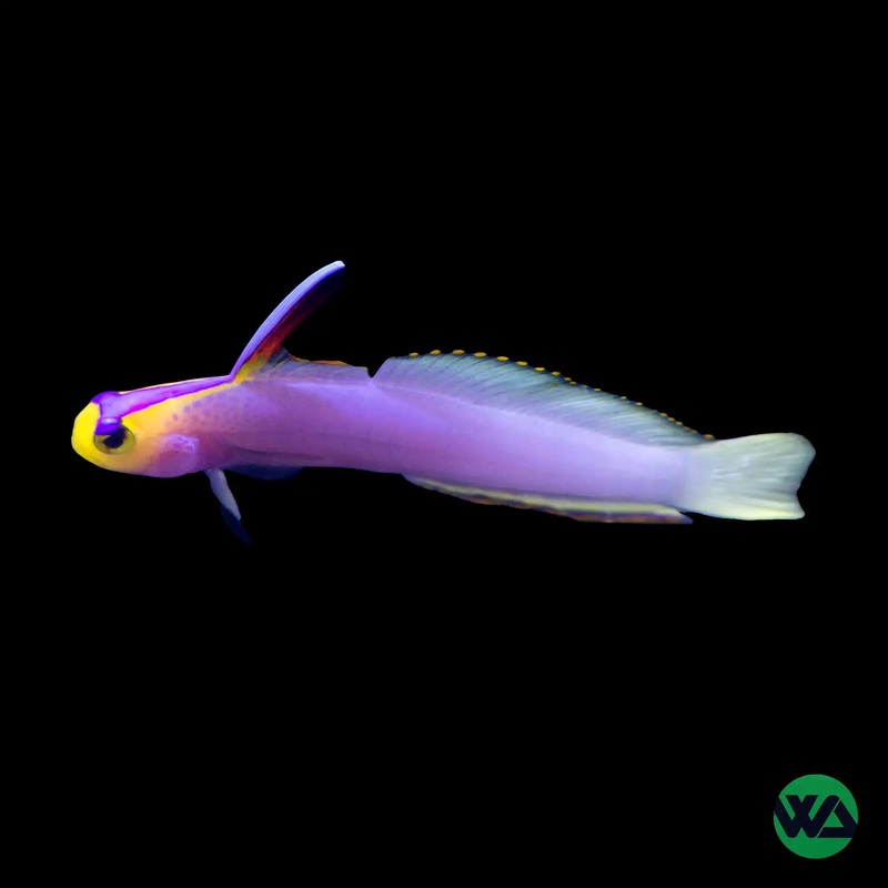 Helfrichi Firefish Goby - Nemateleotris helfrichi