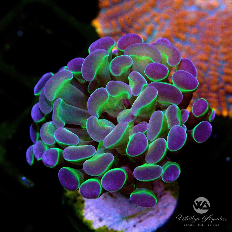 Hologram Branching Hammer