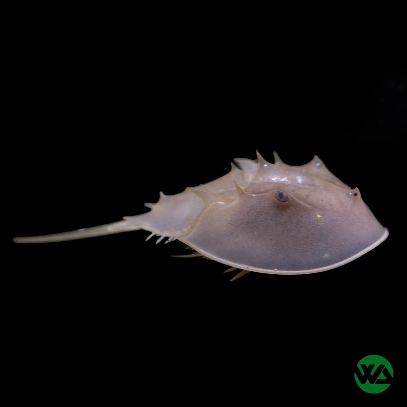 Horseshoe Crab - Limulus polyphemus