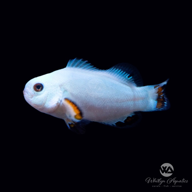 Ice Storm Clownfish - Amphiprion Ocellaris