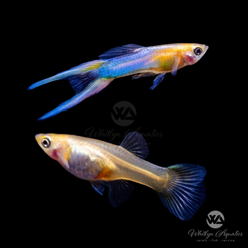 Japan Blue Doublesword "yellow type" Guppy Pair