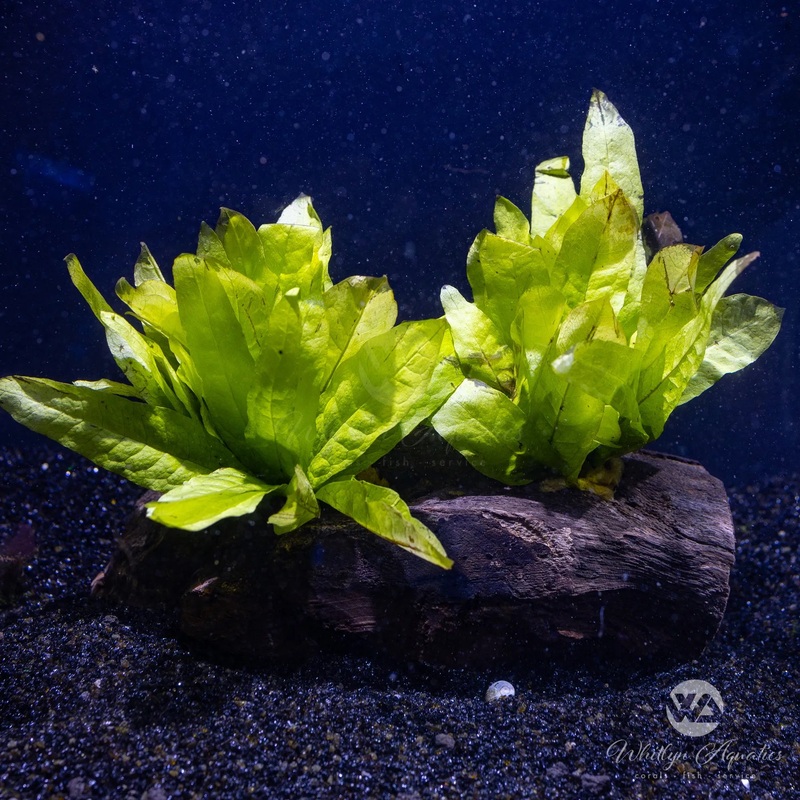 Java Fern on pterocapus wood - microsorum pteropus 7