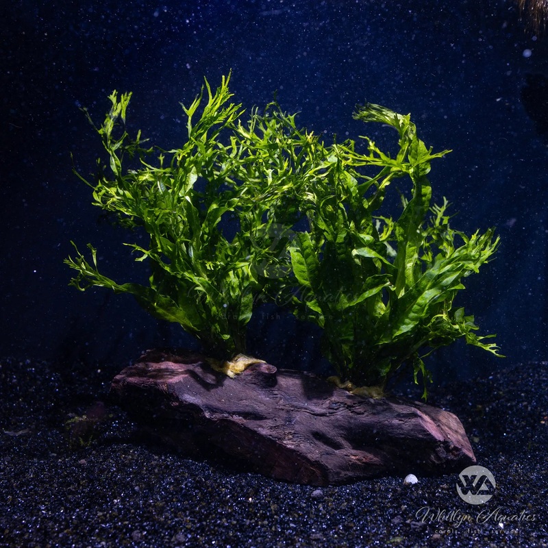 Java Fern on pterocapus wood - microsorum windelov 7