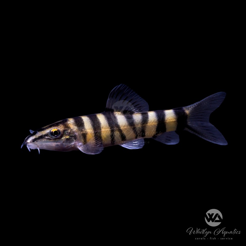 Kansu Loach - Sinibotia robusta