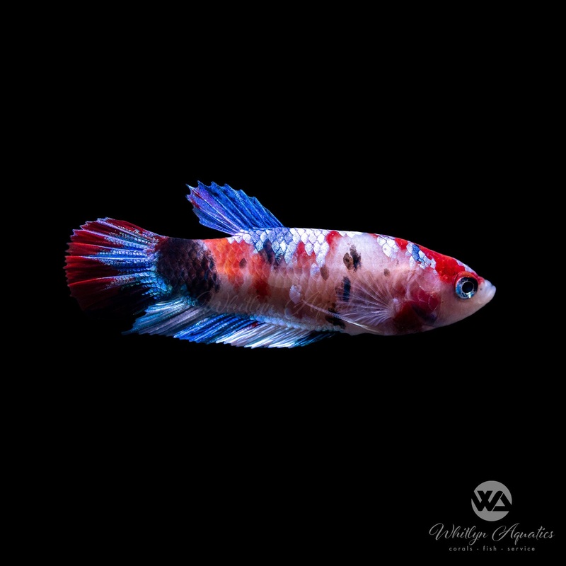 Koi Plakat Female Betta
