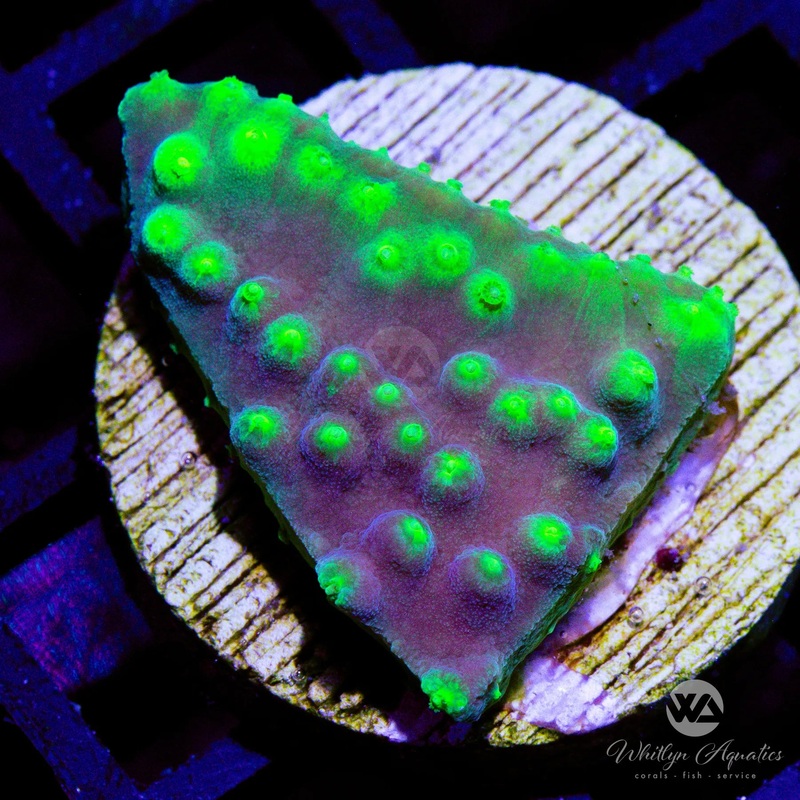 LA Lakers Scroll Coral