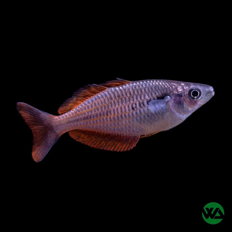 Lake Kurumoi Sunset Rainbowfish - Melanotaenia parva