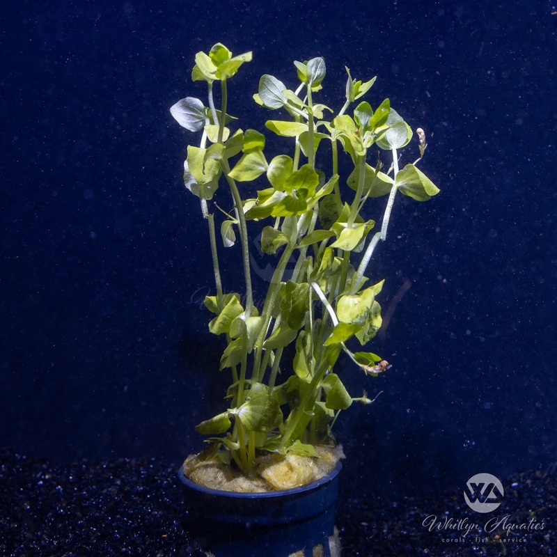 Lindernia rotundifolia