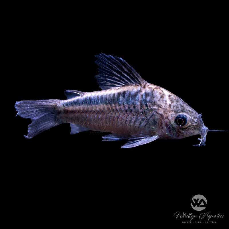 Little Cory Catfish - Corydoras nanus