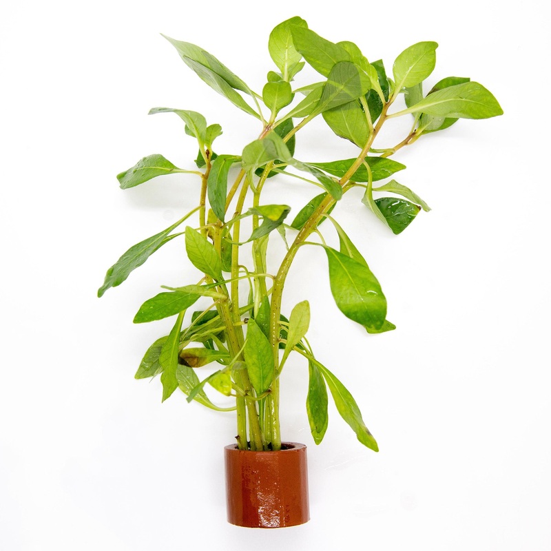 Ludwigia inclinata Cuba