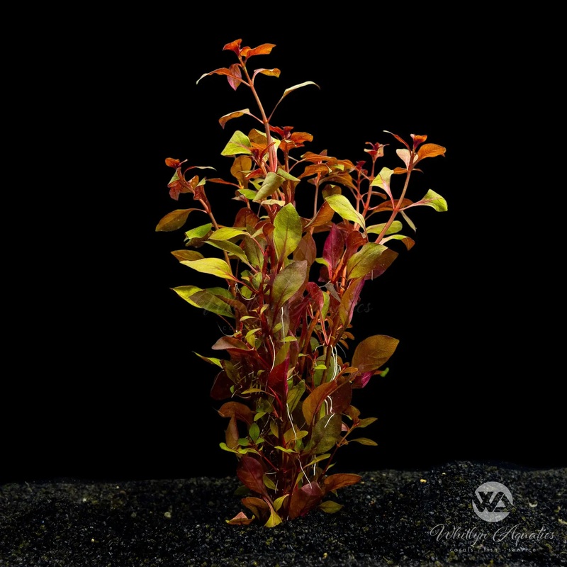 Ludwigia Palustris Super Red