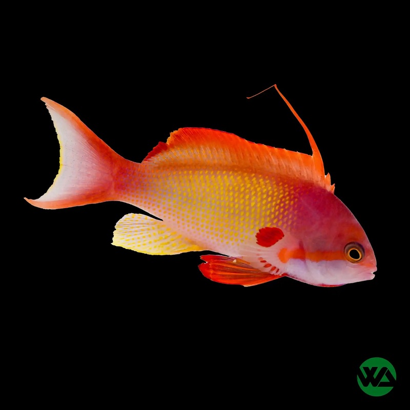 Lyretail Anthias -  Pseudanthias squamipinnis