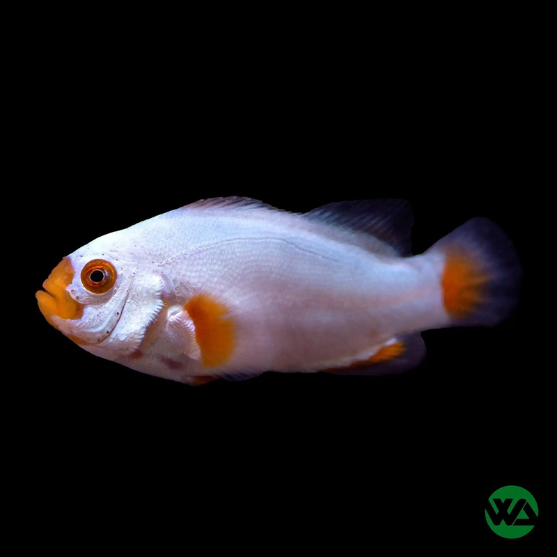 Maine Blizzard Clownfish - Amphiprion Percula