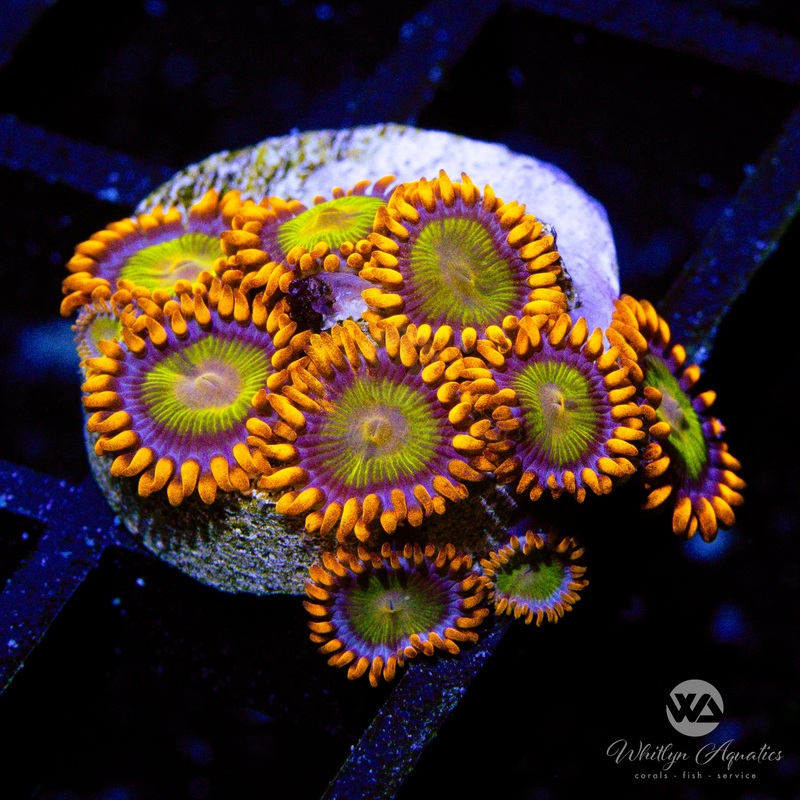 Mandarin Orange Zoa (Aquacultured)