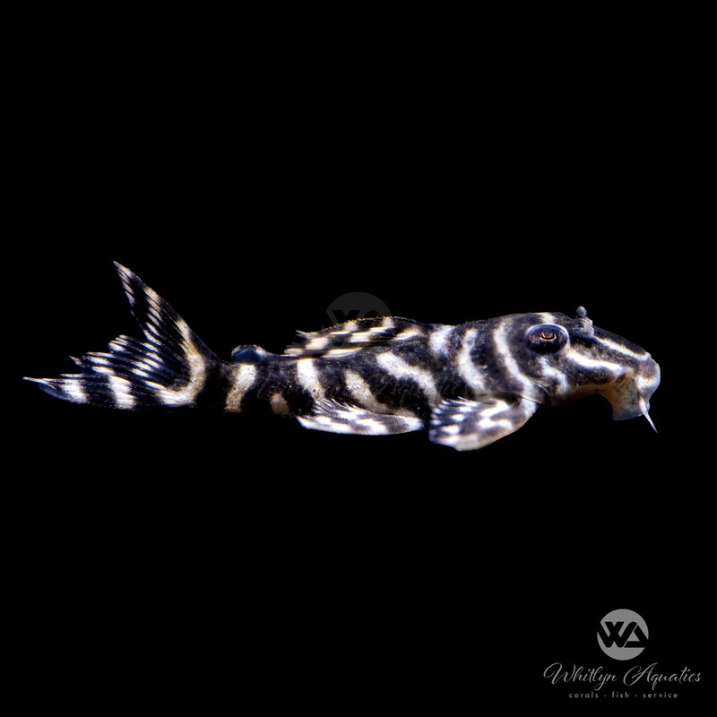 Mega Clown Pleco - L340 - Hypancistrus sp.